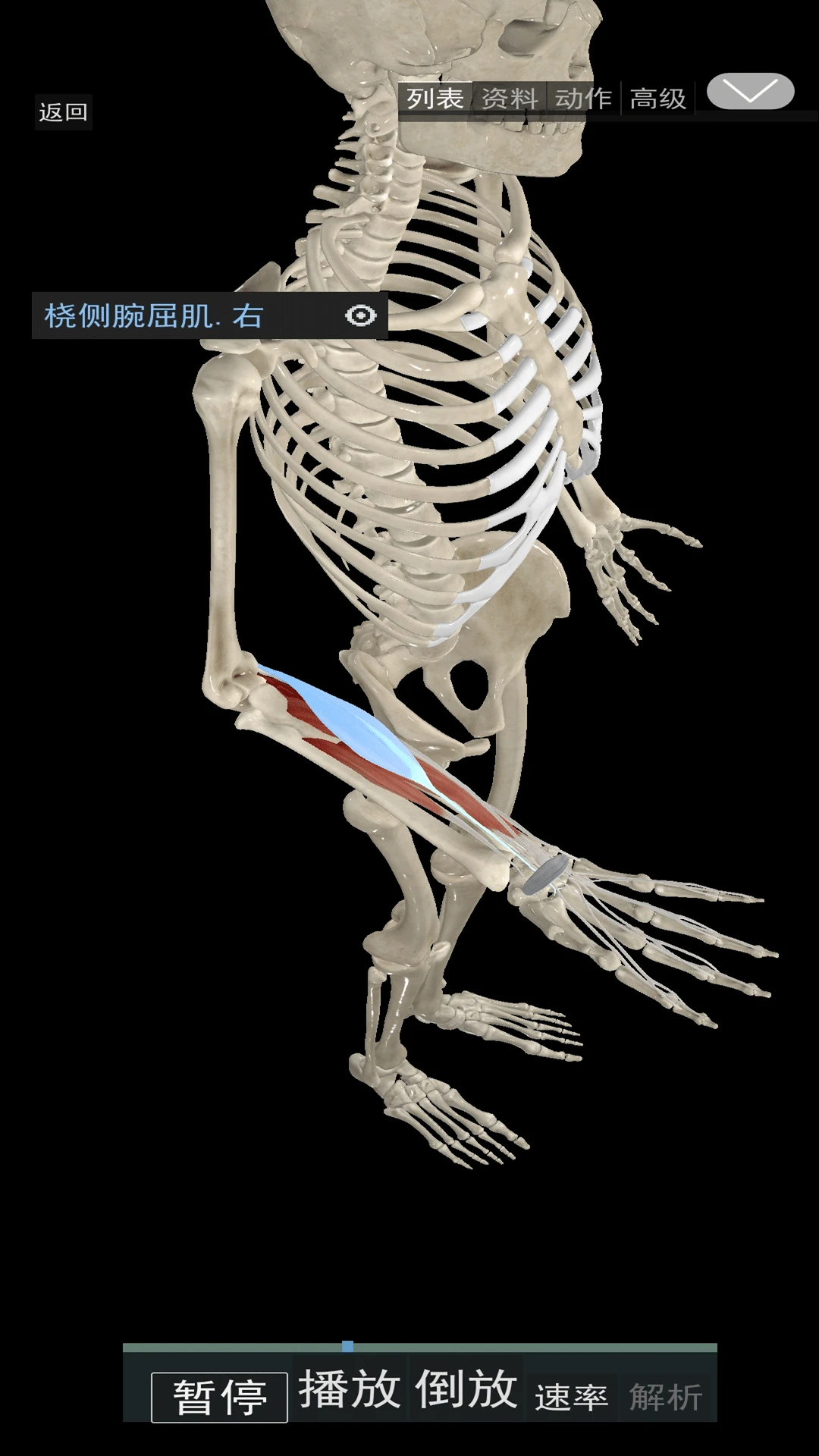 3D运动解剖