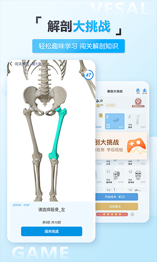 维萨里3D解剖