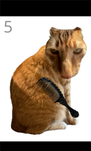 给猫梳毛