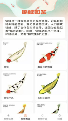 锦鲤有福 锦鲤有福