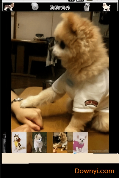 宠物狗狗 宠物狗狗