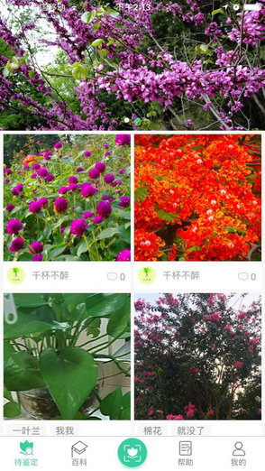 植物达人