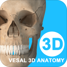 维萨里3d解剖免费版