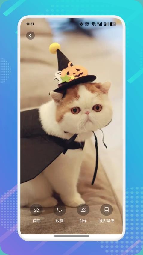 猫咪社区