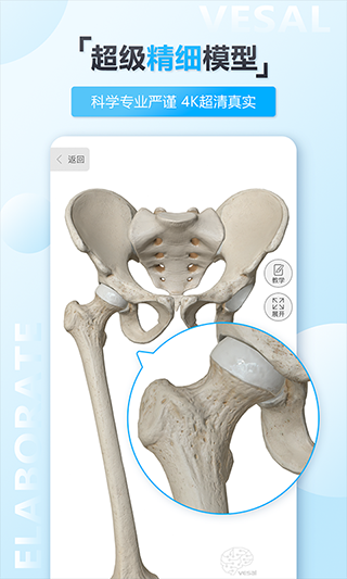 维萨里3D解剖