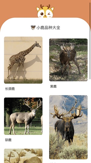 小鹿