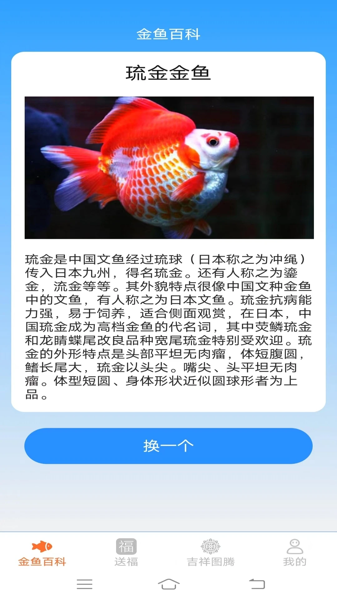 金鱼迎福