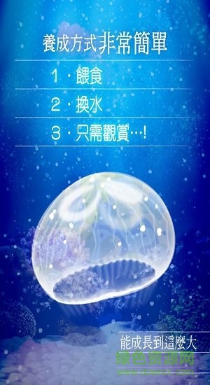 海蜇養成 海蜇養成